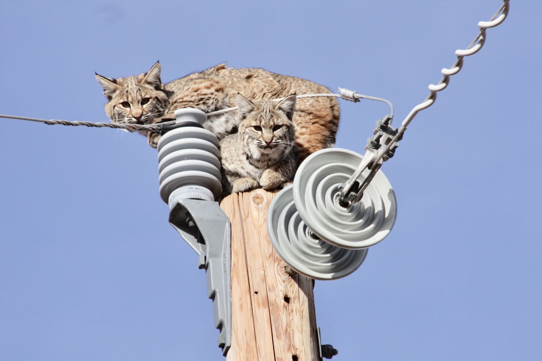 Backyard bobcats